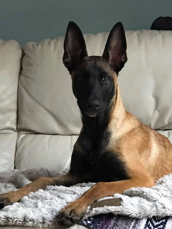 Dòng chó malinois sở hữu tốc độ tối đa lên tới 50km/h