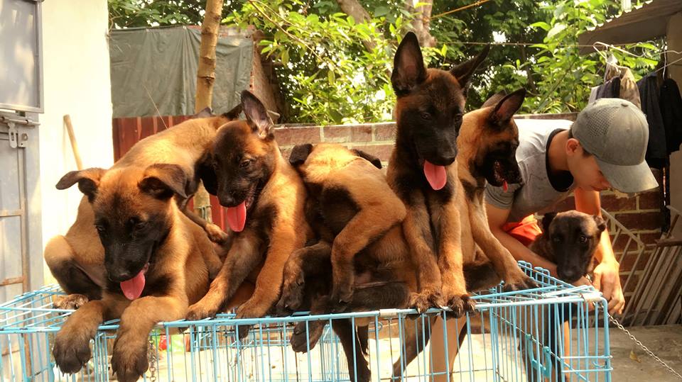 Dòng chó Malinois của Bỉ có mấy loại.Cách chọn Malinois chuẩn