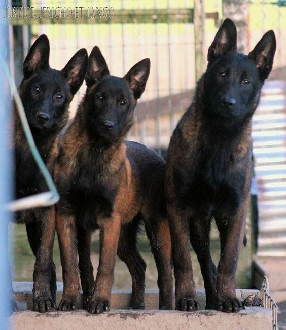 Dòng chó malinois là dòng chó quý hiếm của bỉ