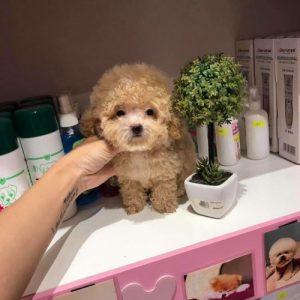 Đàn chó poodle màu kem 2 tháng tuổi