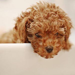 Đàn chó poodle màu kem 2 tháng tuổi