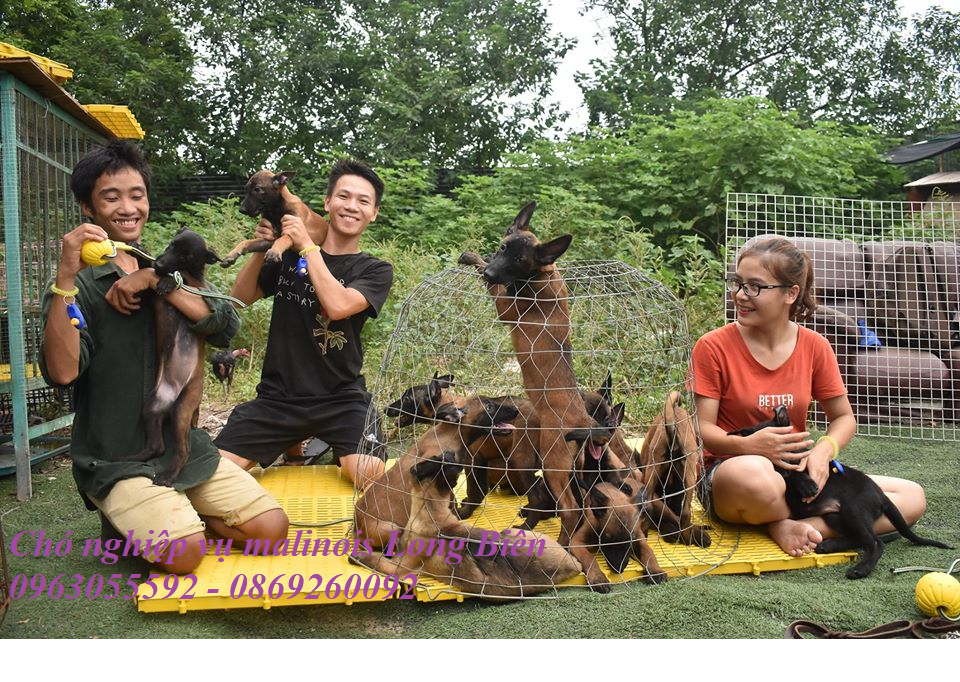 Trại chó becgie bỉ Long Biên phơi nắng cho chó con 2 tháng tuổi tuyệt đẹp 