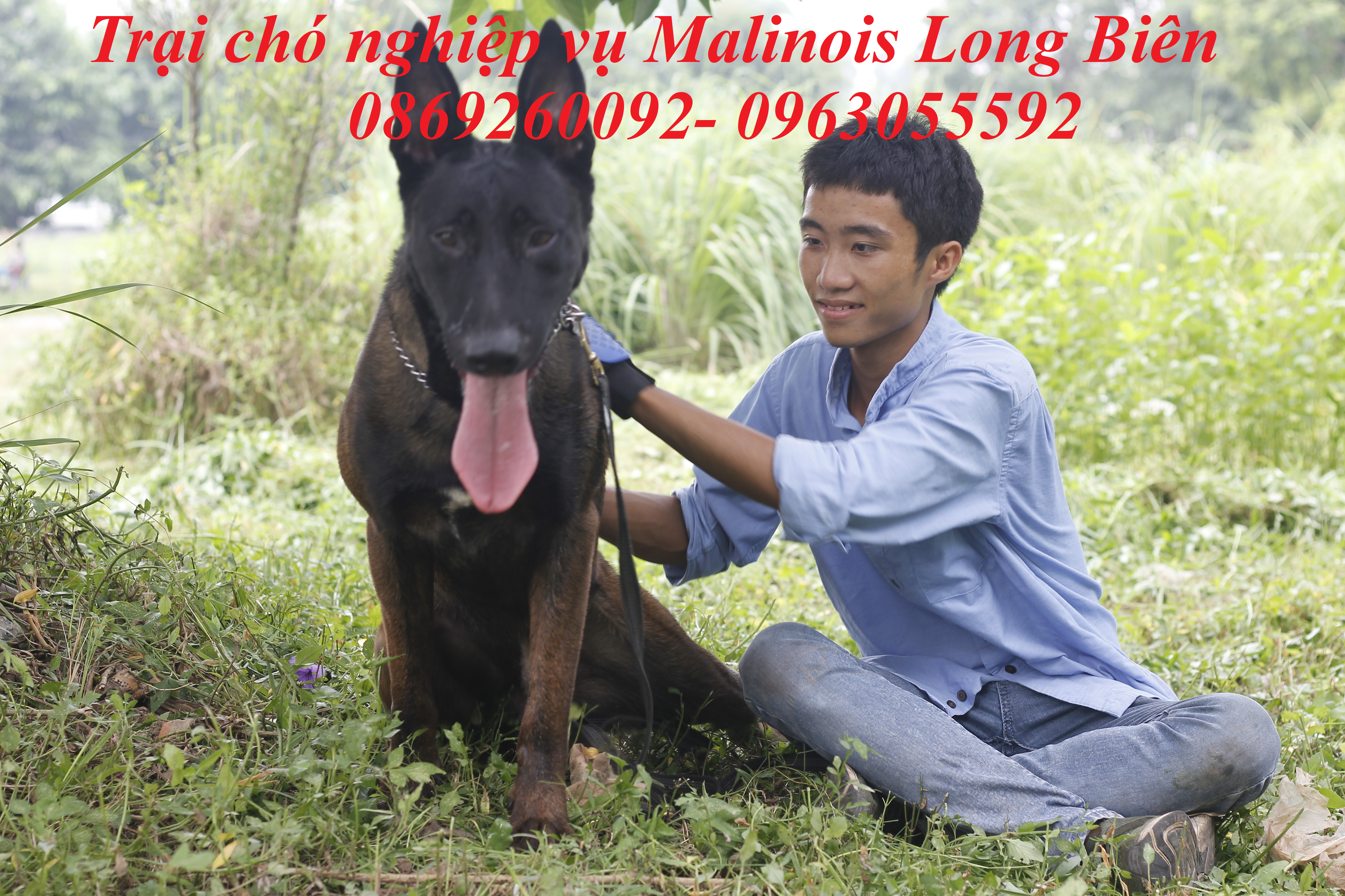 Mua chó malinois tại trại chó Malinois Long Biên