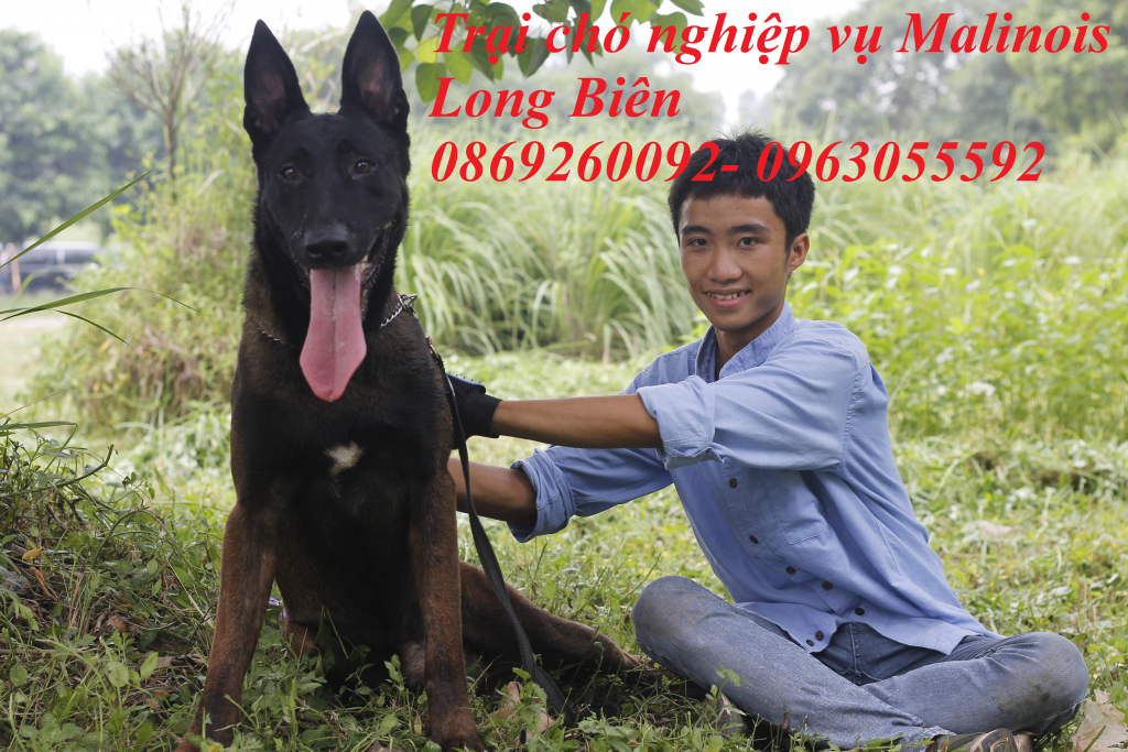 Giá phối giống chó becgie bỉ tại trại chó becgie bỉ Long Biên