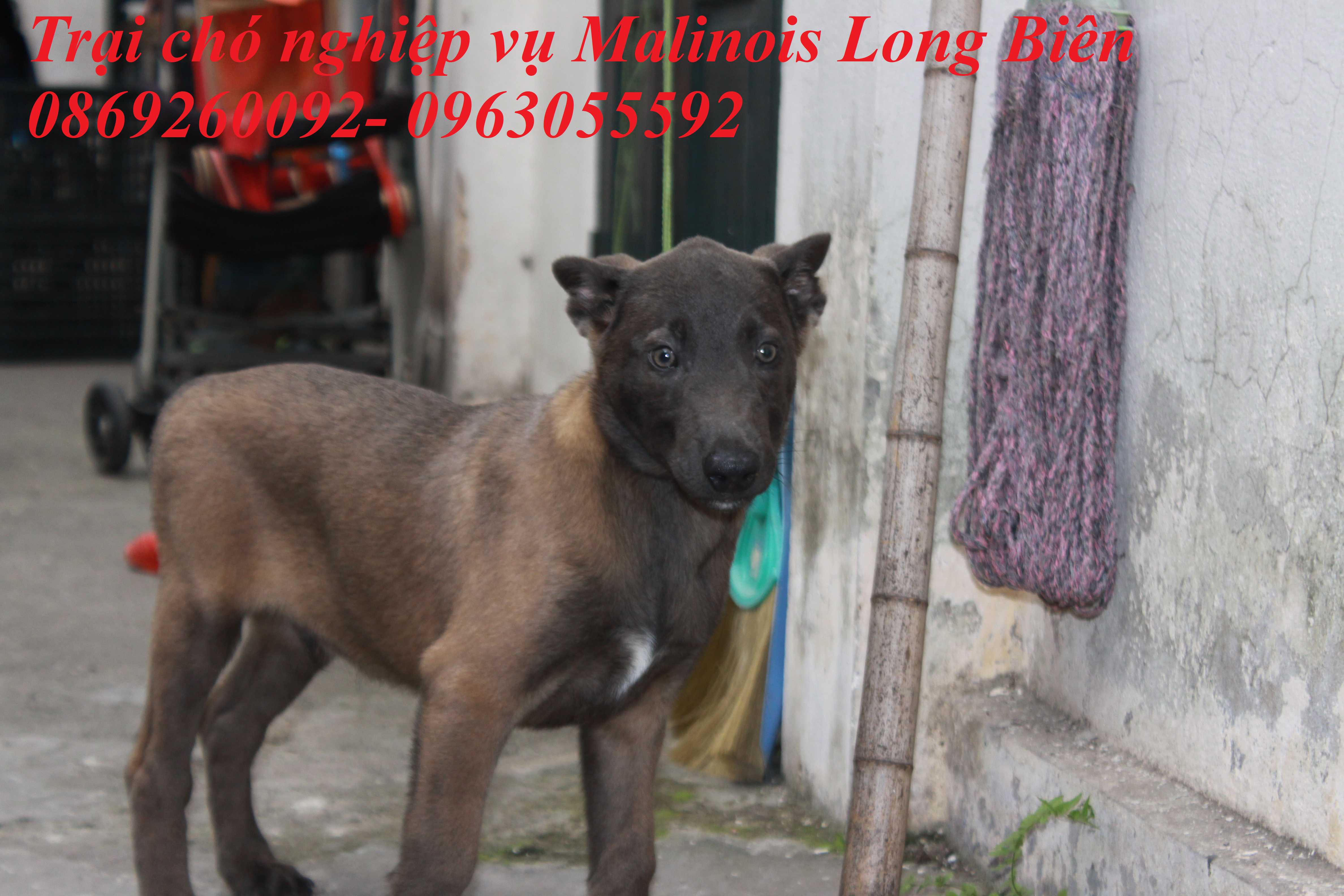 Chó con màu Blu màu hiếm tại trại chó Malinois Long Biên