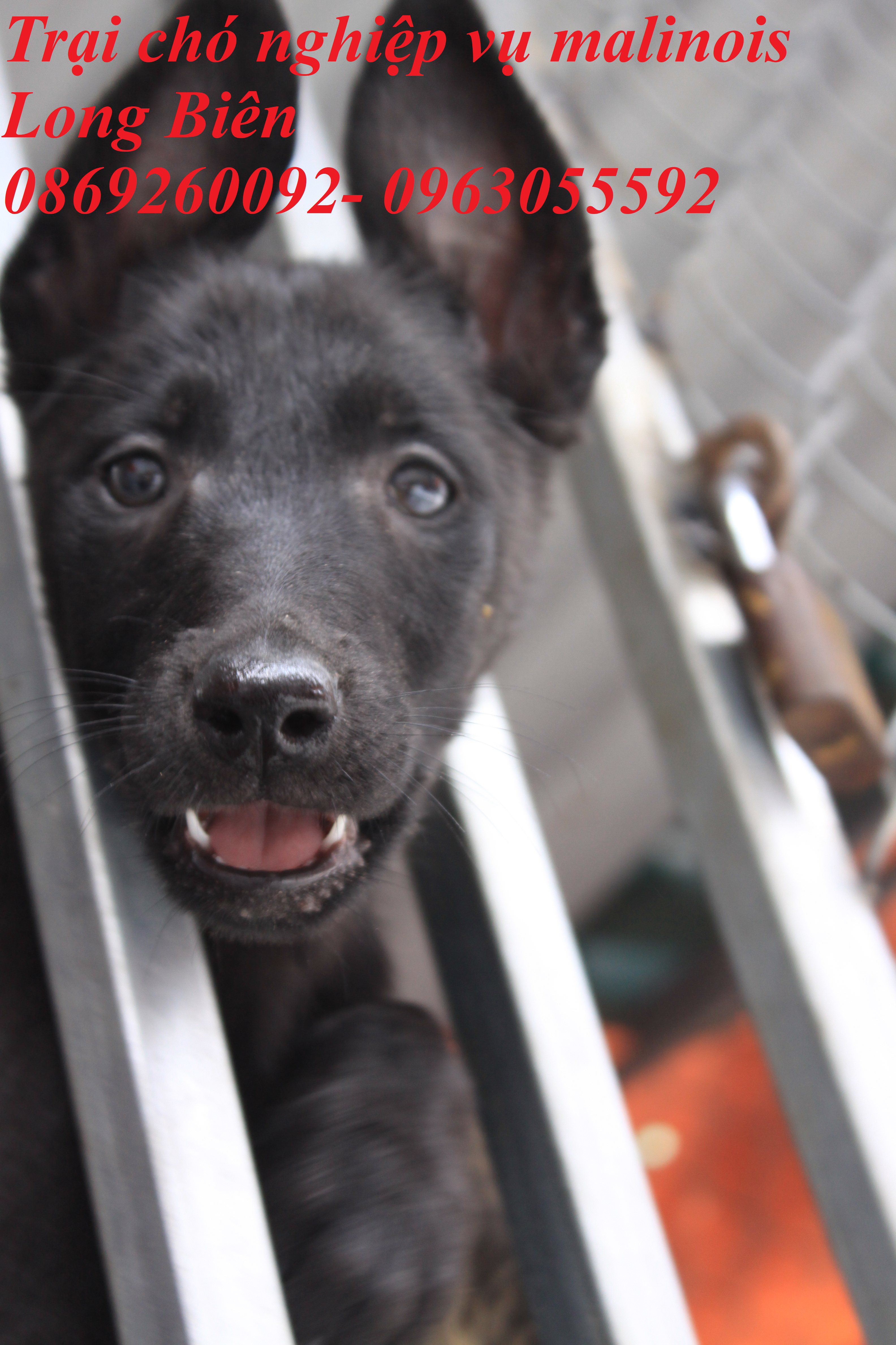 Bán chó becgie Bỉ con nặng 6-8kg tại trại chó nghiệp vụ malinois Long Biên