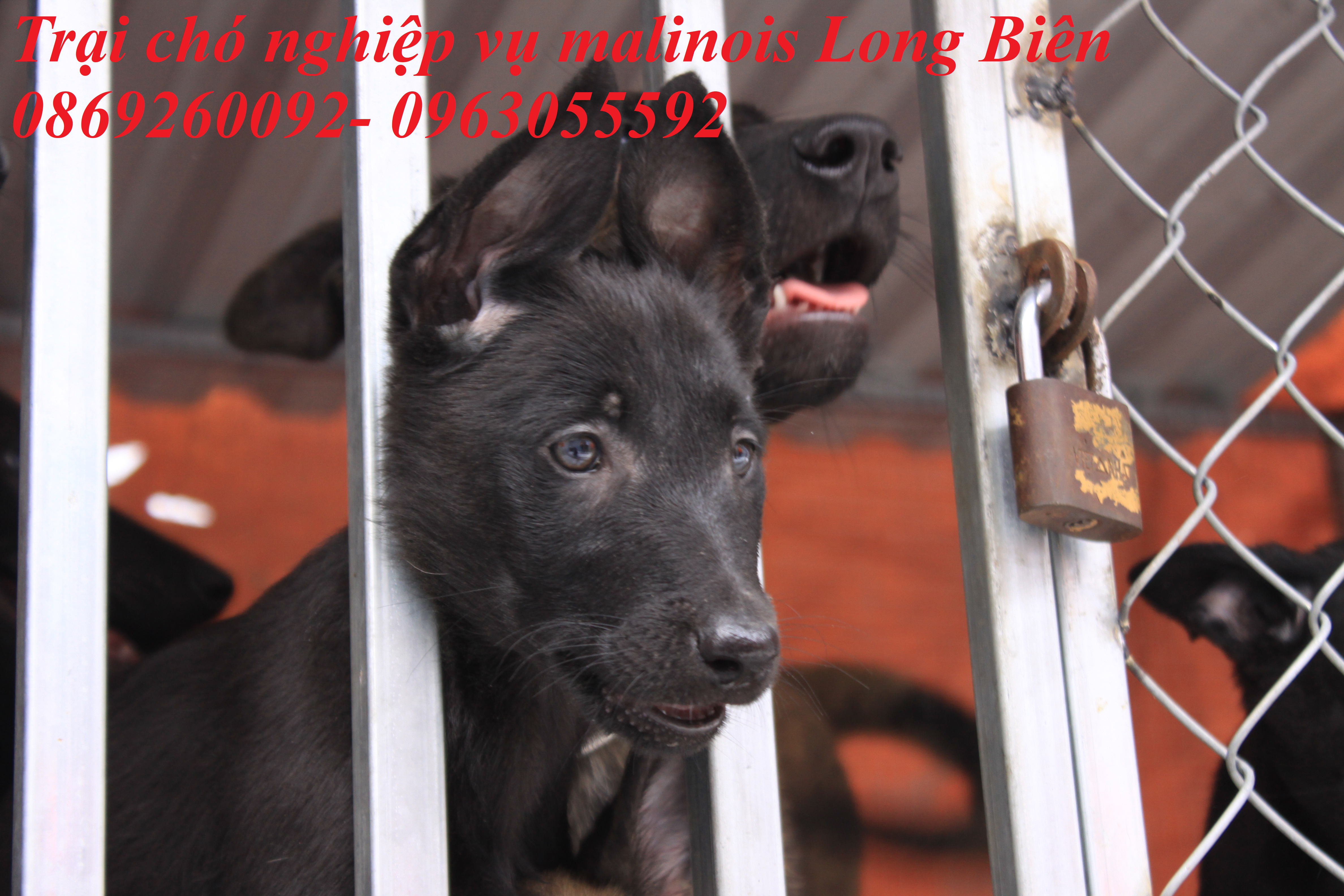 Chó con Malinois đen tuyền tại trại chó Malibois Long Biên