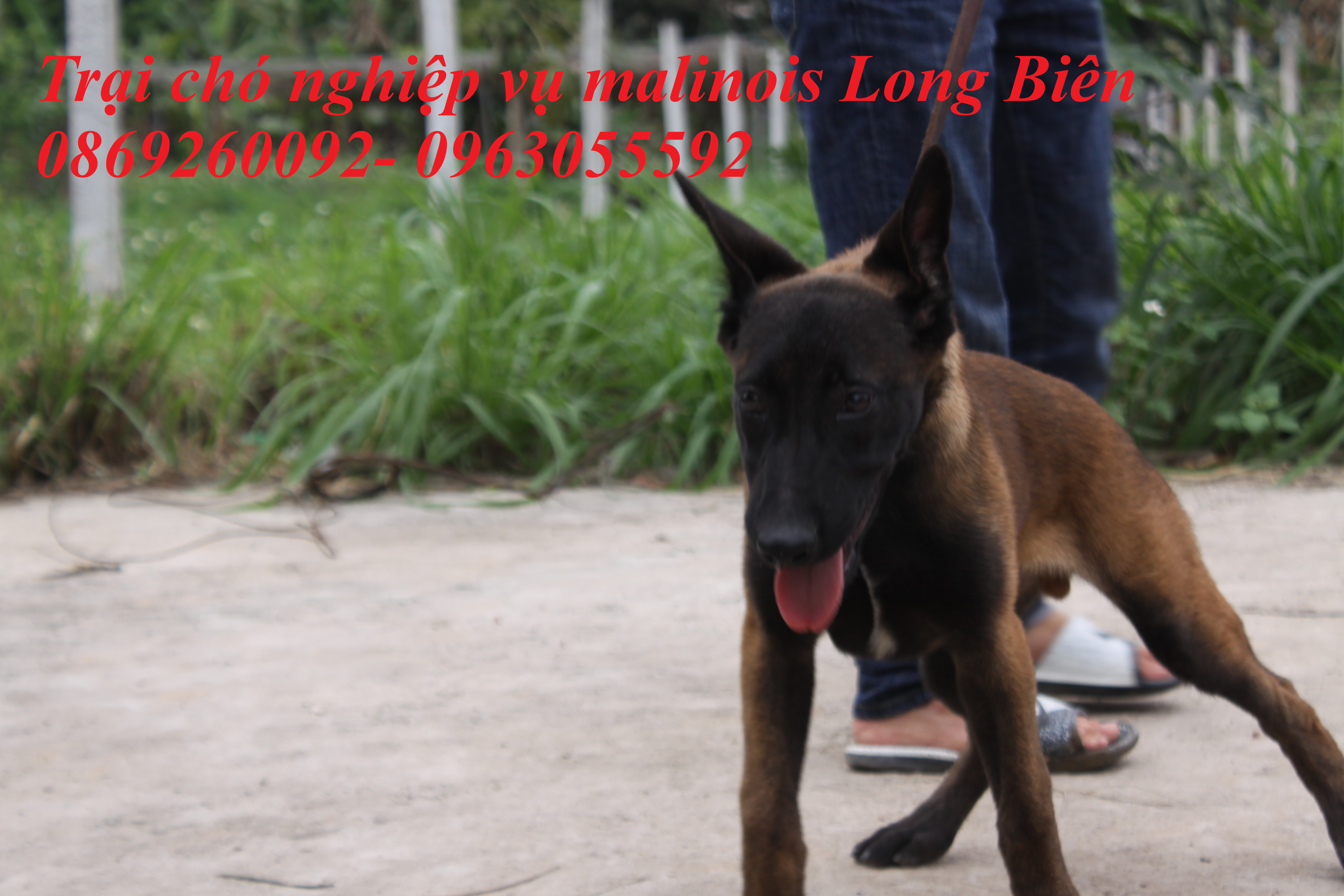 Chó Malinois màu đỏ đen tại traị chó Malinois Long Biên