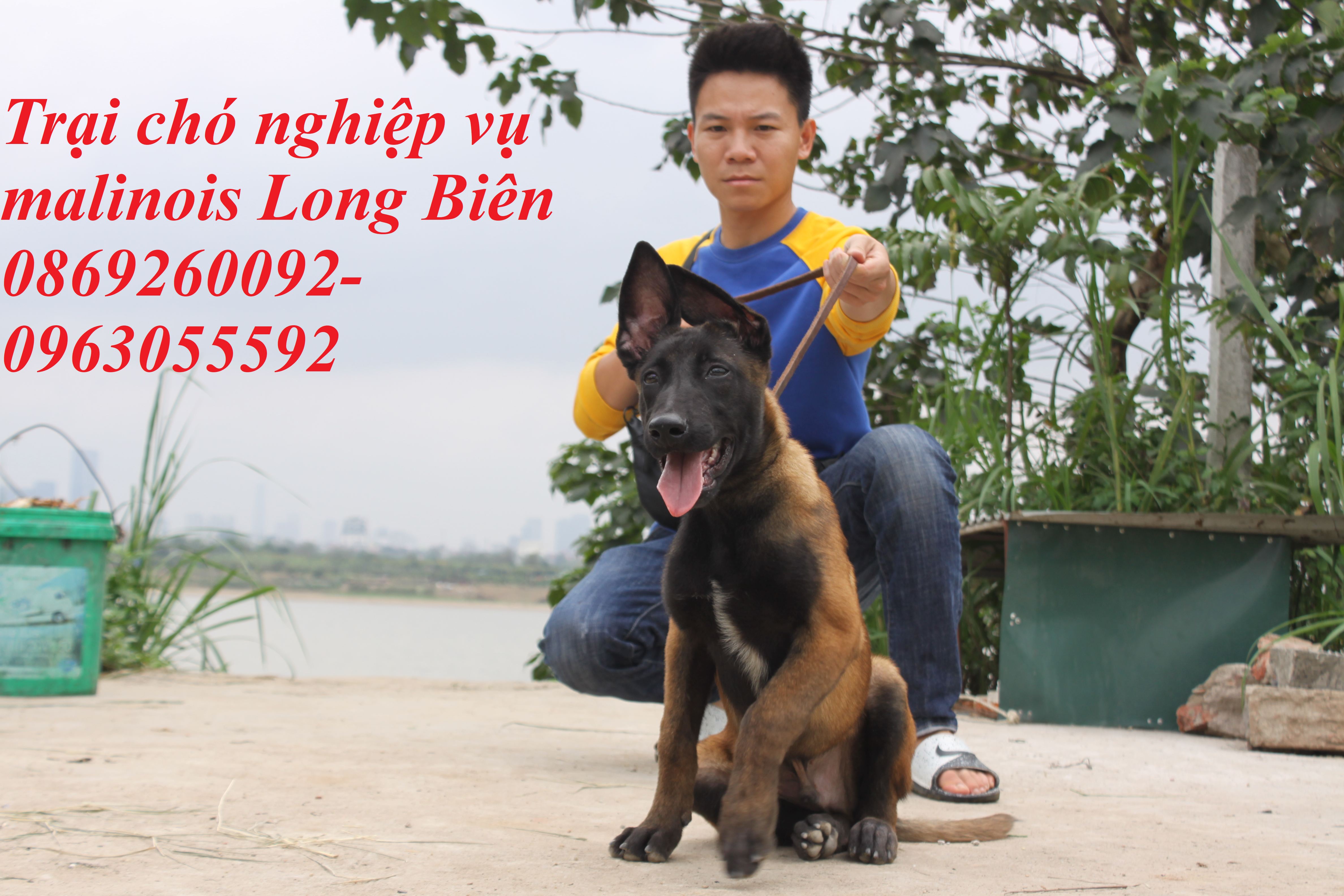 Dạy chó malinois con tại trại chó malinois Long Biên