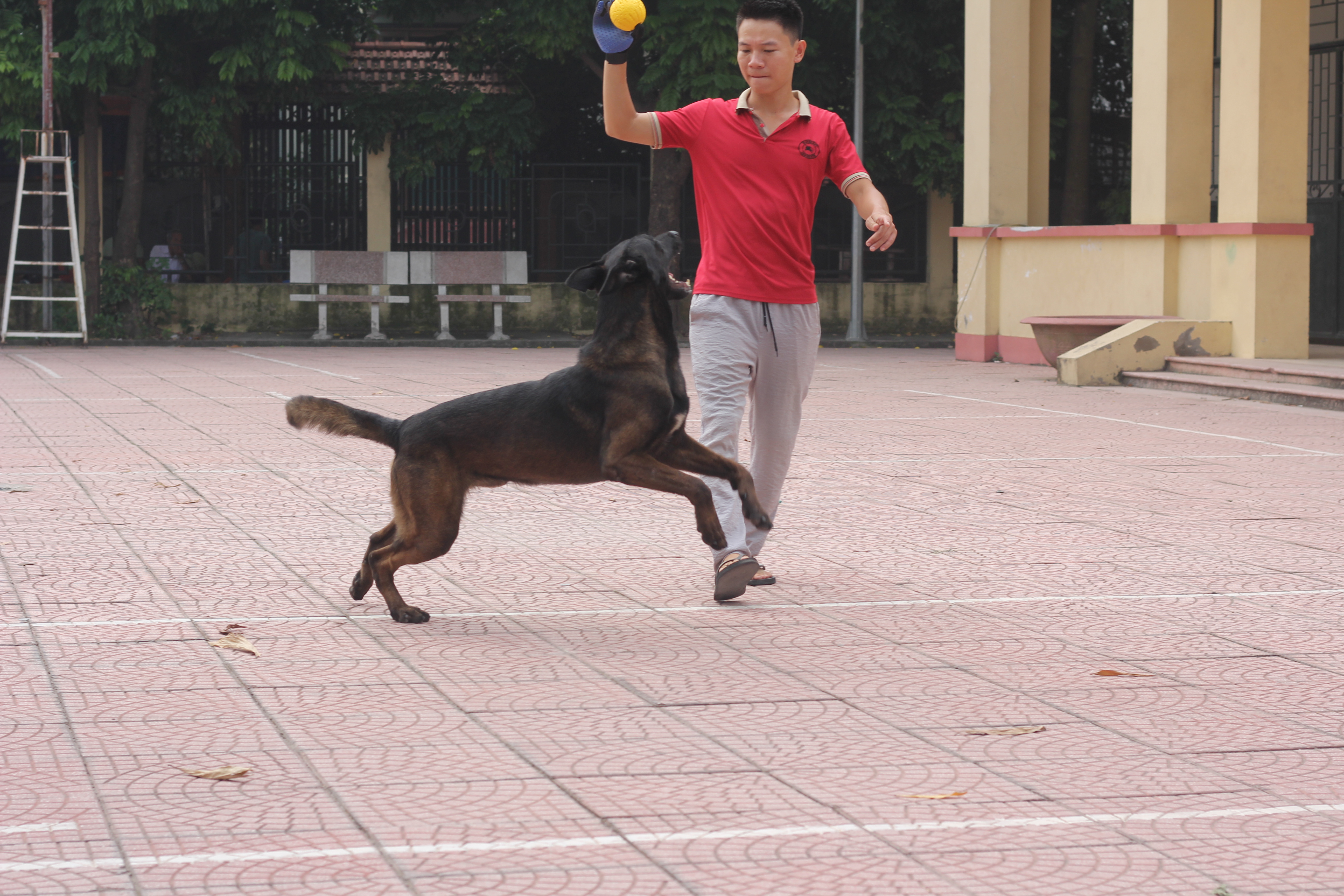 Dạy chó malinois trưởng thành tại trại chó Malinois Long Biên