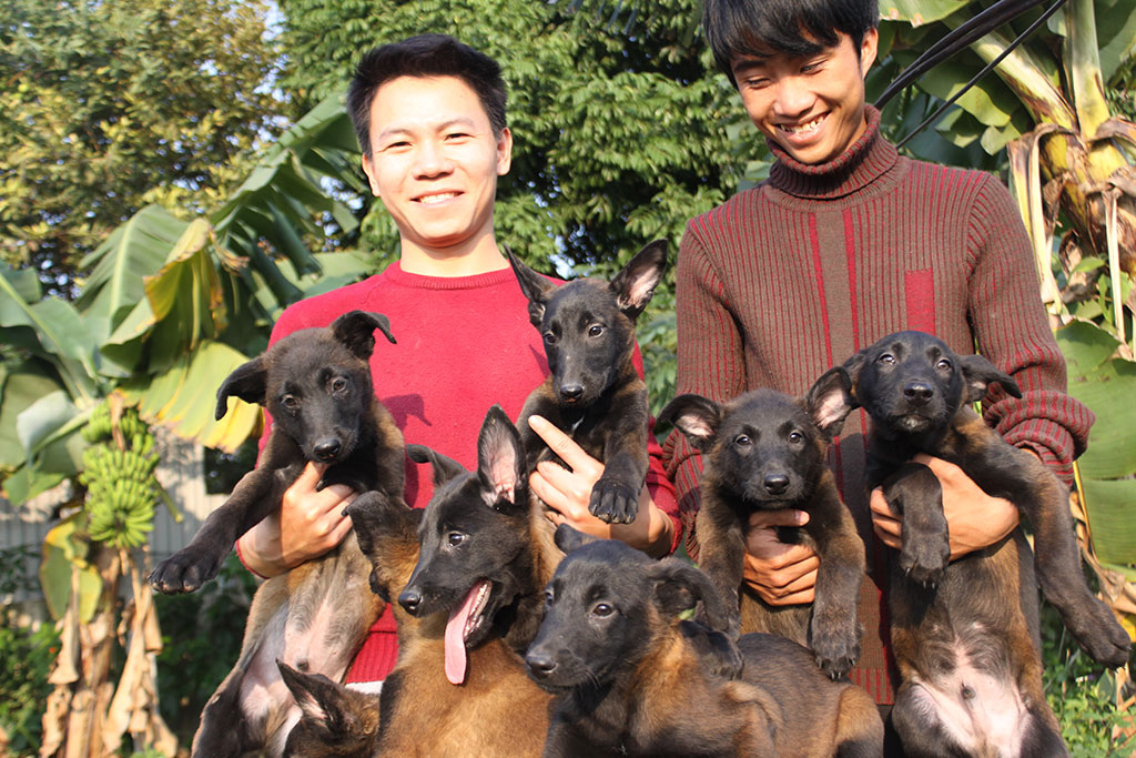 mua chó becgie bỉ con tại trại chó malinois Long Biên