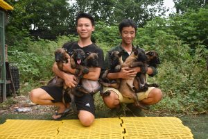 Giá chó giống becgie bỉ tại trại chó Malinois Long Biên