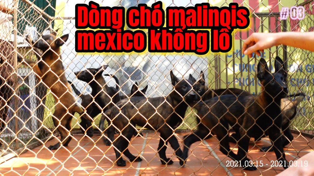 Mua chó malinois mexico khổng lồ cực dễ huấn luyện