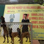 Nên mua chó malinois tại Hà Nội hay mua trong TP. HCM
