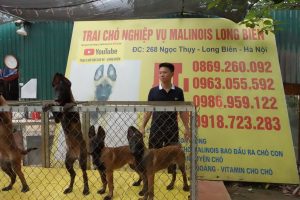 Nên mua chó malinois tại Hà Nội hay mua trong TP. HCM