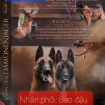 Chó Béc Giê Bỉ Thuần Chủng: Sự Lựa Chọn Hoàn Hảo