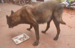 Chất Lượng Chó Vượt Trội Tại Trại Chó Becgie Bỉ Thuần Chủng﻿