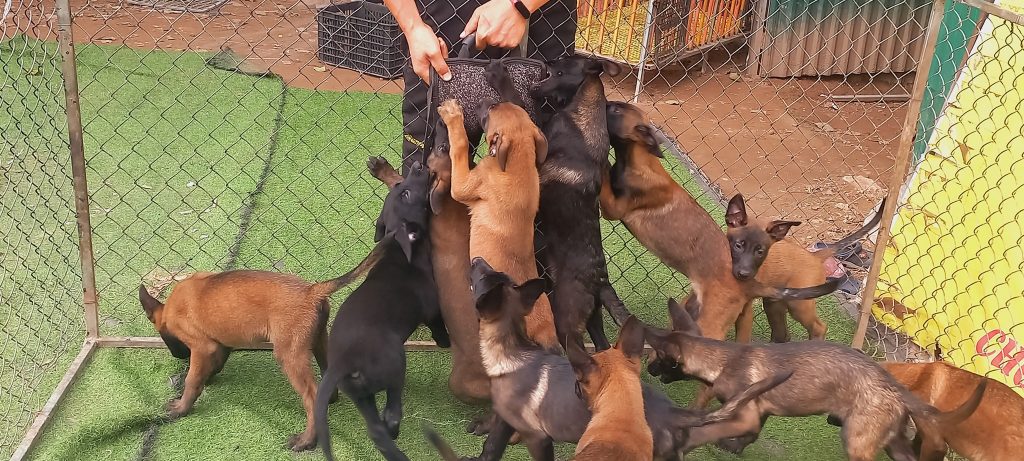 Trại chó nghiệp vụ Malinois Long Biên - Nơi bạn yên tâm gửi gắm niềm tin yêu chó