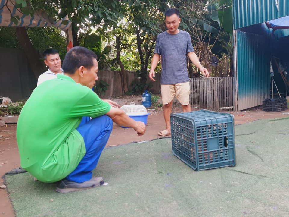 Khách đến mua chó malinois thuần chủng tại trại chó malinois Long Biên