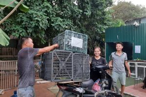 Mua Bán Chó Béc Giê Bỉ Thuần Chủng tại Hà Nội: Trại Chó Long Biên