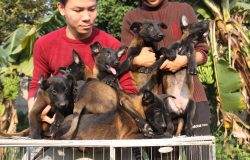 ﻿Thành Công Và Niềm Tin Sau 12 Năm: Trại Chó Béc Bỉ Malinois Long Biên