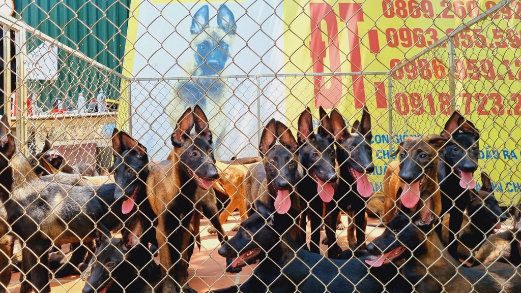 Trại Chó Becgie Bỉ Thuần Chủng - Trại xuất bán số lượng chó nhiều nhất Việt Nam