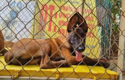 Mua Chó Béc-giê Bỉ Malinois: Giải Pháp Tốt Nhất Để Bảo Vệ Gia Đình Bạn