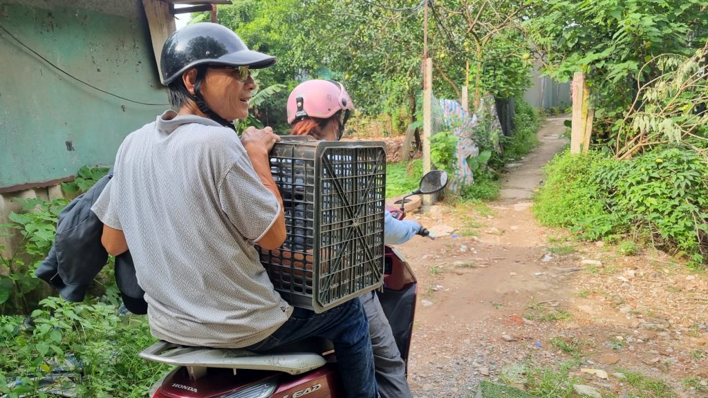 Đi từ Nam Định đến Long Biên để mua chó Béc Bỉ Malinois trực tiếp tại trại