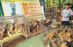 Mua Chó Tại Trại Chó Malinois Long Biên – Sự Lựa Chọn Hoàn Hảo Cho Người Yêu Chó