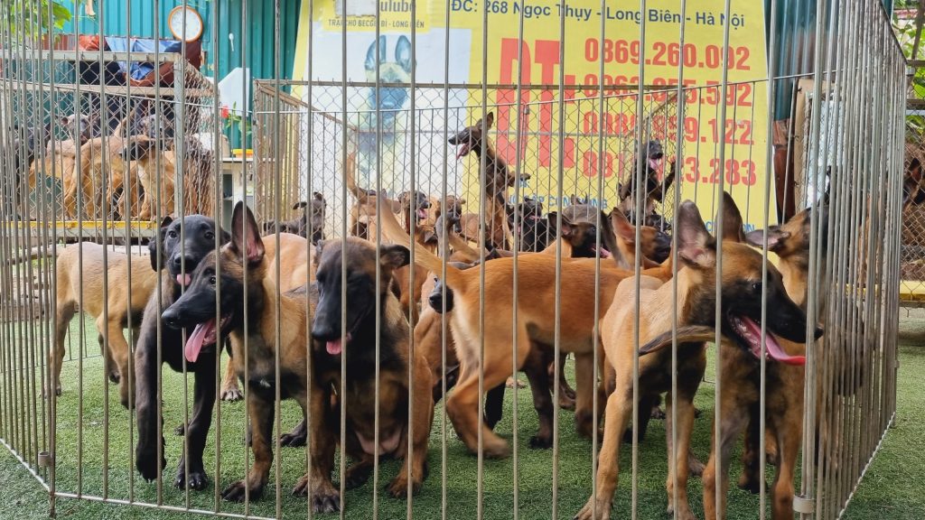 Số lượng chó con xuất bán hàng tháng của Trại chó Béc Bỉ Long Biên lên tới 200-300 con