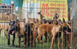 Giá Bán Chó Malinois Và Những Lợi Ích Khi Mua Chó Tại Trại Chó Béc Bỉ Long Biên