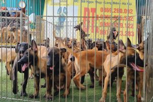 Giá Bán Chó Malinois Và Những Lợi Ích Khi Mua Chó Tại Trại Chó Béc Bỉ Long Biên